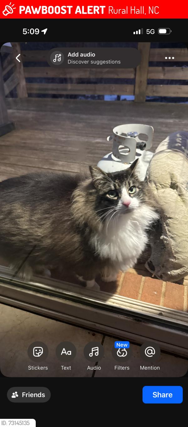Lost Male Cat last seen Bishops Ridge Ln, Rural Hall, NC 27045