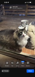 Lost Male Cat last seen Bishops Ridge Ln, Rural Hall, NC 27045
