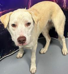 Reunited Unknown Dog last seen Located at Rockdale County Animal Service, 1506 Rockbridge Road, Conyers, GA 30012, Conyers, GA 30012