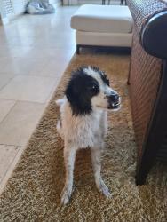 Reunited Female Dog last seen Beverly glen, Los Angeles, CA 90077