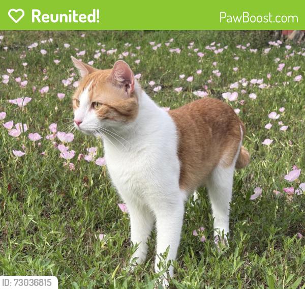 Reunited Male Cat last seen Near NE I-10 Frontage Rd Sealy, TX 77474 United States, Sealy, TX 77474