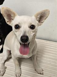Shelter Stray Male Dog last seen Near BLOCK COTTONWOOD RD, BAKERSFIELD CA 93307, 3951 Fruitvale Ave, Bakersfield, CA 93308, USA