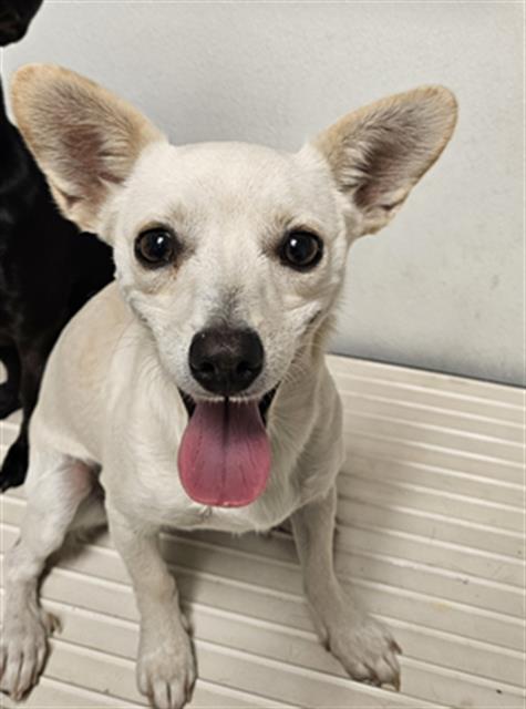 Shelter Stray Male Dog last seen Near BLOCK COTTONWOOD RD, BAKERSFIELD CA 93307, 3951 Fruitvale Ave, Bakersfield, CA 93308, USA