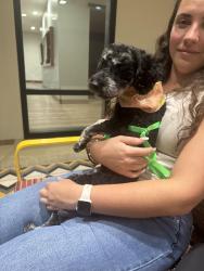 Reunited Male Dog last seen Plaza On University, Orlando, FL 32817