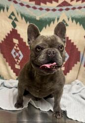 Shelter Stray Male Dog last seen , 38550 Sierra Hwy, Palmdale, CA 93550, USA