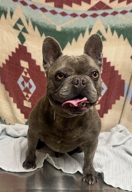 Shelter Stray Male Dog last seen , 38550 Sierra Hwy, Palmdale, CA 93550, USA