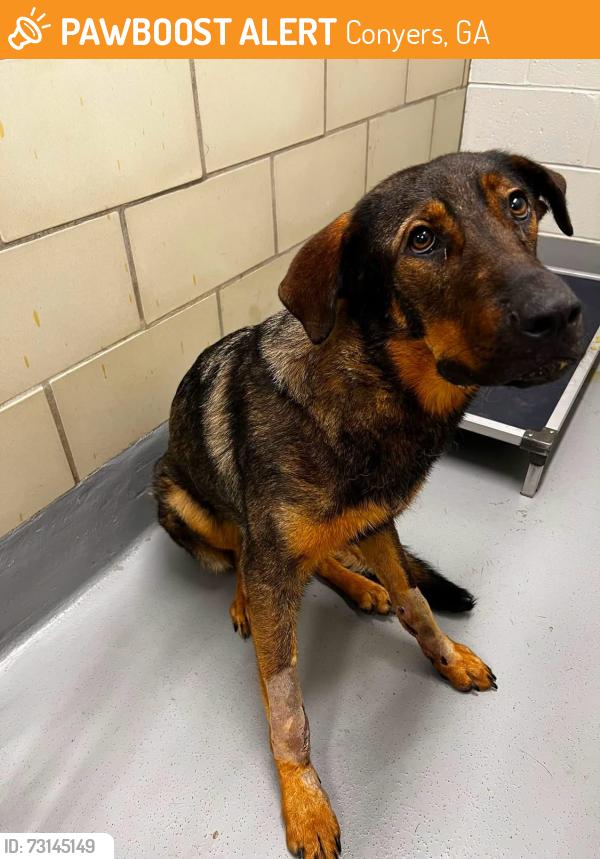 Found/Stray Unknown Dog last seen Located at Rockdale County Animal Service, 1506 Rockbridge Road, Conyers, GA 30012, Conyers, GA 30012