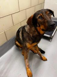 Found/Stray Unknown Dog last seen Located at Rockdale County Animal Service, 1506 Rockbridge Road, Conyers, GA 30012, Conyers, GA 30012