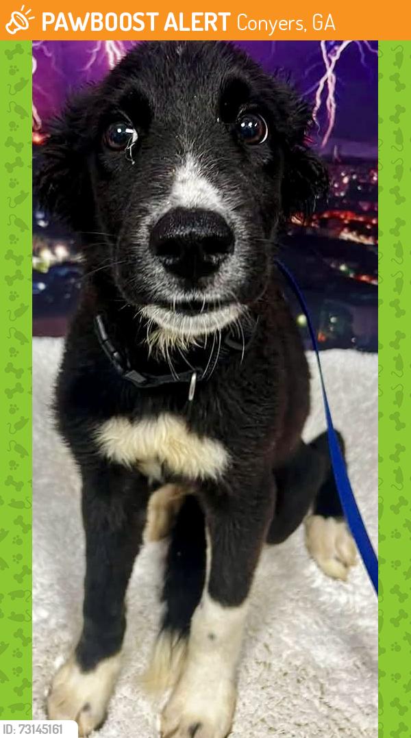 Found/Stray Unknown Dog last seen Located at Rockdale County Animal Service, 1506 Rockbridge Road, Conyers, GA 30012, Conyers, GA 30012