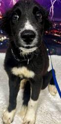 Found/Stray Unknown Dog last seen Located at Rockdale County Animal Service, 1506 Rockbridge Road, Conyers, GA 30012, Conyers, GA 30012