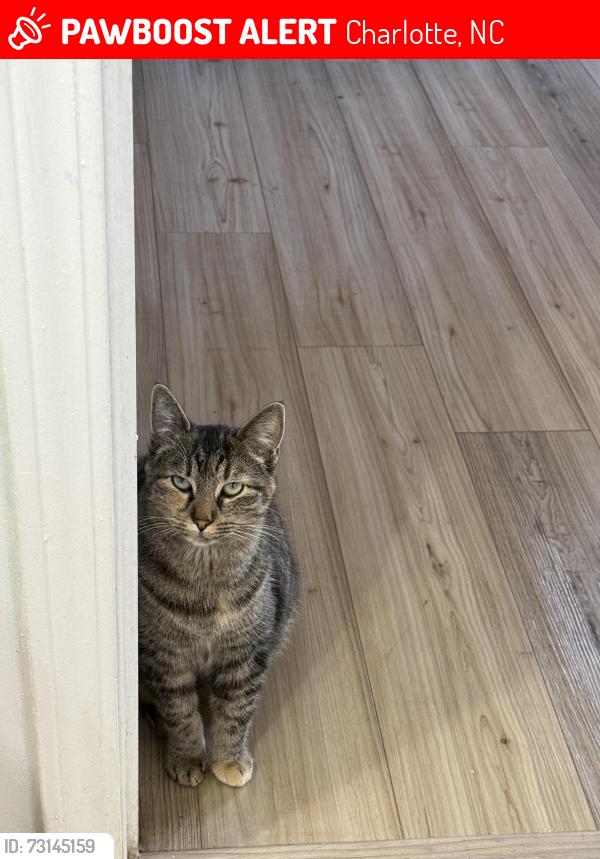 Lost Female Cat last seen Sunset Rd, Charlotte, NC 28216