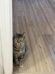 Lost Female Cat last seen Sunset Rd, Charlotte, NC 28216