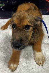 Found/Stray Unknown Dog last seen Located at Rockdale County Animal Service, 1506 Rockbridge Road, Conyers, GA 30012, Conyers, GA 30012
