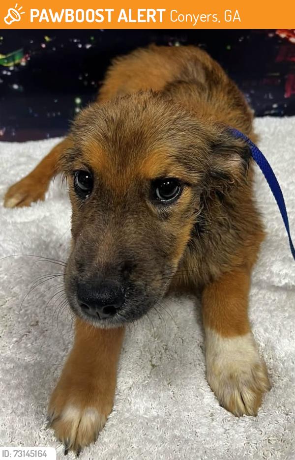 Found/Stray Unknown Dog last seen Located at Rockdale County Animal Service, 1506 Rockbridge Road, Conyers, GA 30012, Conyers, GA 30012
