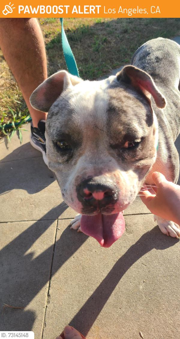 Found/Stray Male Dog last seen Gramercy Place & 94th St, Los Angeles, CA 90047