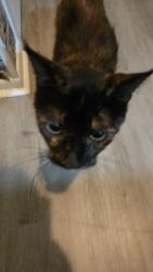 Reunited Female Cat last seen Songwood Neighborhood on S Gordon Rd, Mableton, GA 30168