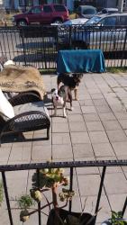 Reunited Male Dog last seen Pacific Coast Highway, Lomita, CA 90717