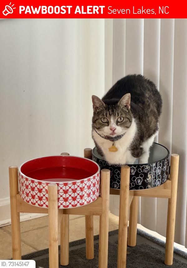 Lost Female Cat last seen Seven Lakes North, Seven Lakes, NC 27376