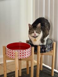 Lost Female Cat last seen Seven Lakes North, Seven Lakes, NC 27376