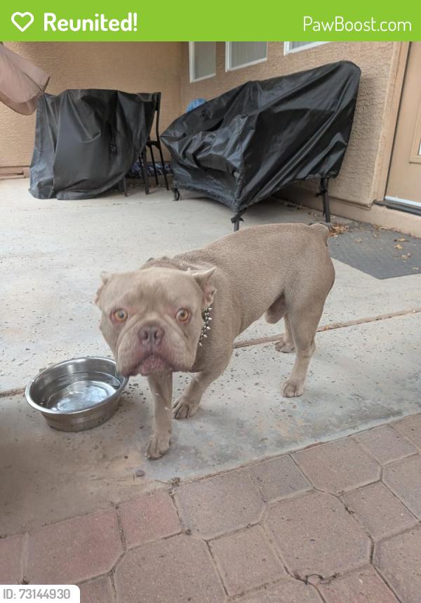 Reunited Male Dog last seen McQueen & elliot, Gilbert, AZ 85233