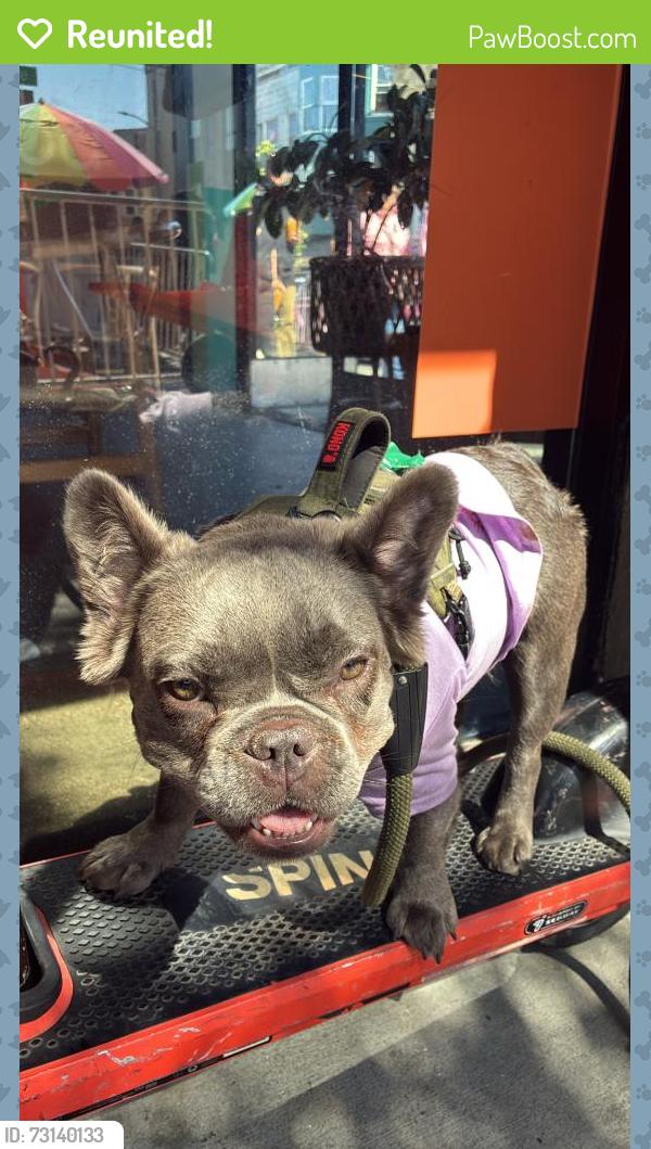Reunited Female Dog last seen Around the Regional Common apmts in Dublin, CA, Dublin, CA 94568