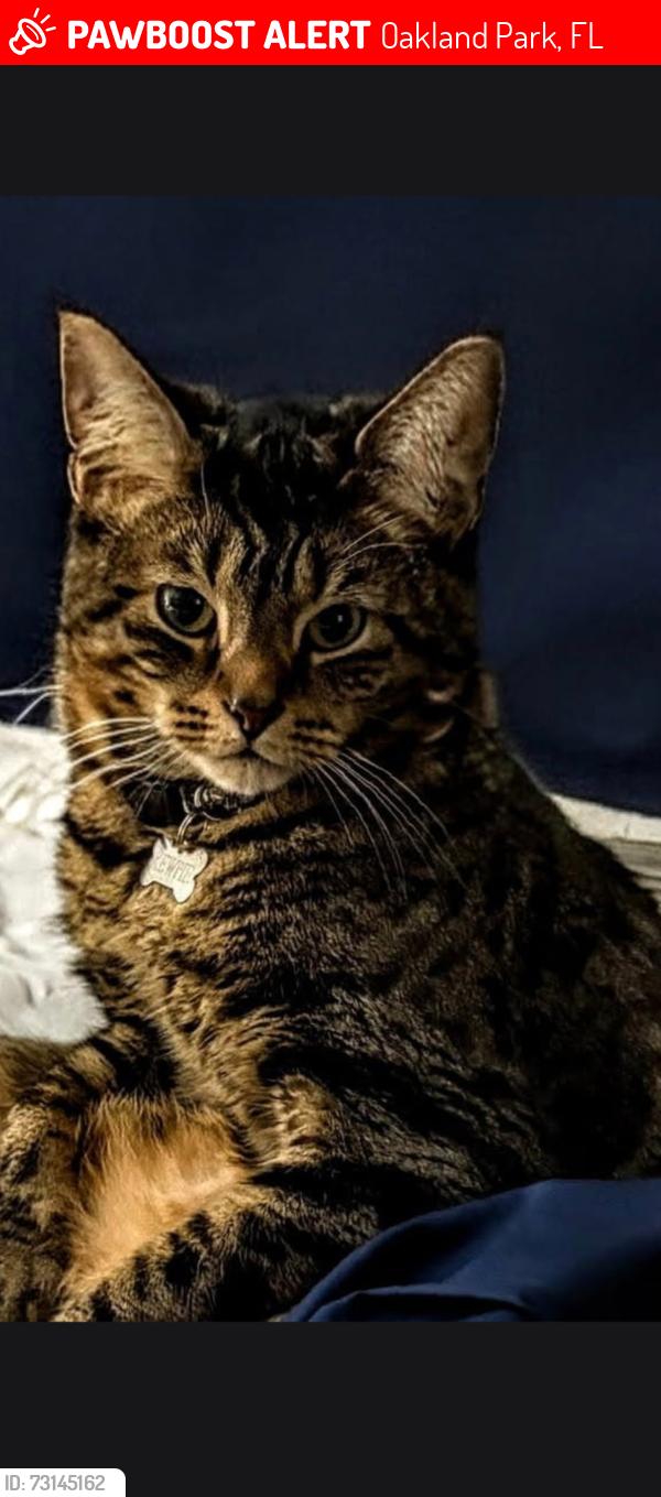 Lost Male Cat last seen Lowes 195, Oakland Park, FL 33334