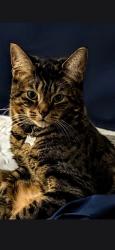 Lost Male Cat last seen Lowes 195, Oakland Park, FL 33334