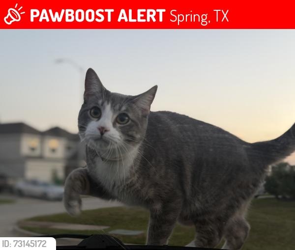 Lost Male Cat last seen Goodfellow dr spring Tx on Cypresswood dr 77373, Spring, TX 77373