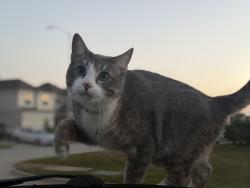 Lost Male Cat last seen Goodfellow dr spring Tx on Cypresswood dr 77373, Spring, TX 77373