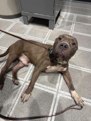 Found/Stray Male Dog last seen Harts and Milwaukee in Niles, Niles, IL 60714