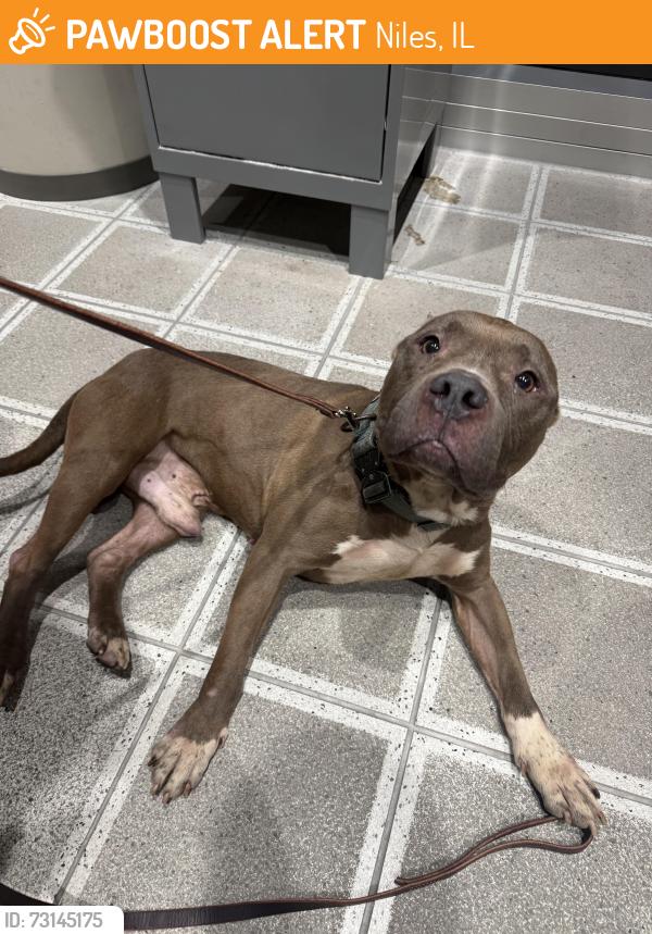 Found/Stray Male Dog last seen Harts and Milwaukee in Niles, Niles, IL 60714