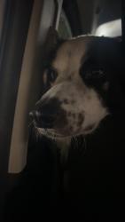 Found/Stray Male Dog last seen near county road 913, Johnson County, TX 76058