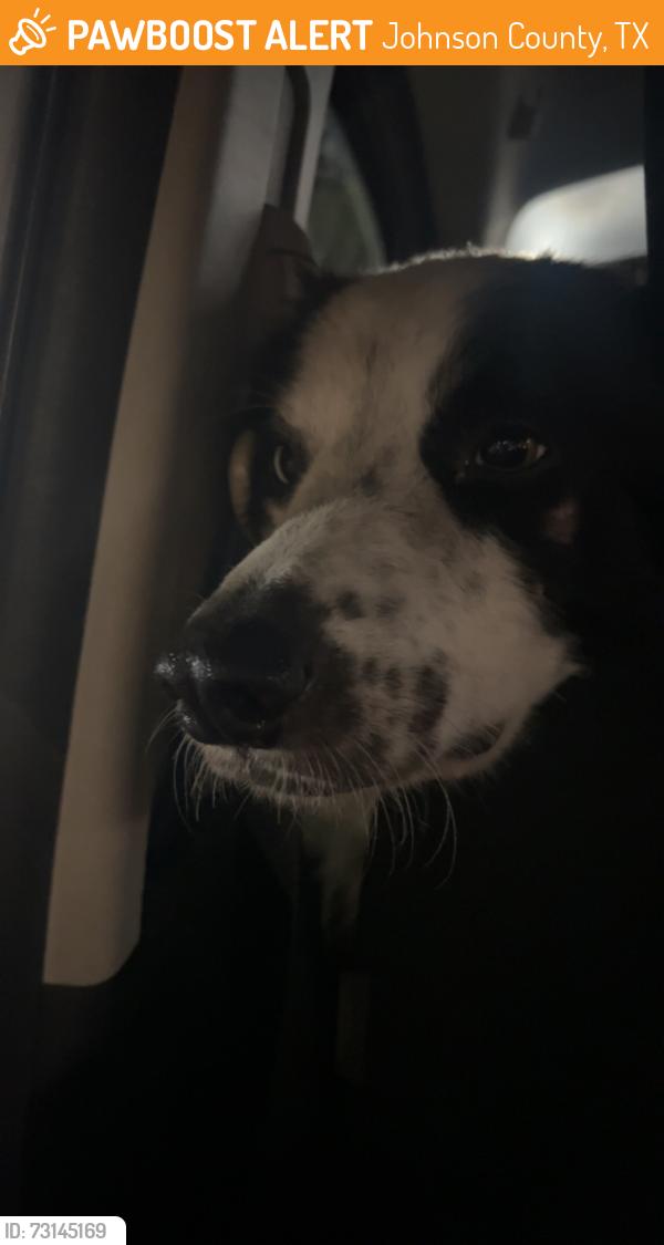 Found/Stray Male Dog last seen near county road 913, Johnson County, TX 76058