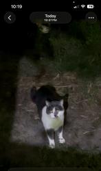 Found/Stray Unknown Cat last seen Violet Lane, New Brighton, MN 55112
