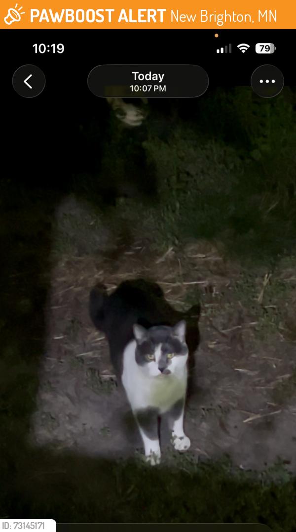 Found/Stray Unknown Cat last seen Violet Lane, New Brighton, MN 55112