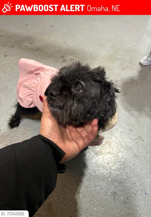 Lost Female Dog last seen 93rd st, Omaha, NE 68127