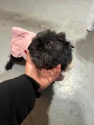 Lost Female Dog last seen 93rd st, Omaha, NE 68127