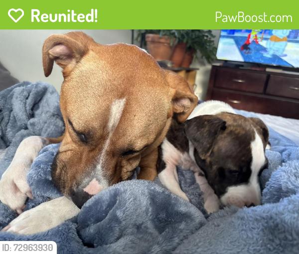 Reunited Male Dog last seen Se 24th, Ocala, FL 34471