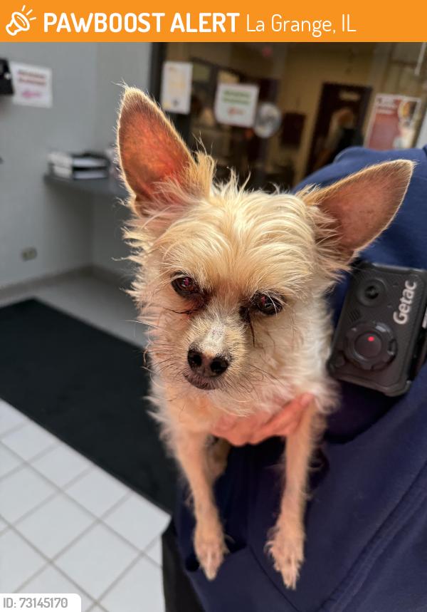 Found/Stray Male Dog last seen 9th and Maple, La Grange, IL 60525