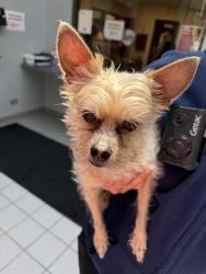 Found/Stray Male Dog last seen 9th and Maple, La Grange, IL 60525