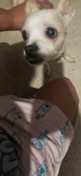 Reunited Female Dog last seen Merganser Dr, Copperas Cove, TX 76522, USA, Copperas Cove, TX 76522
