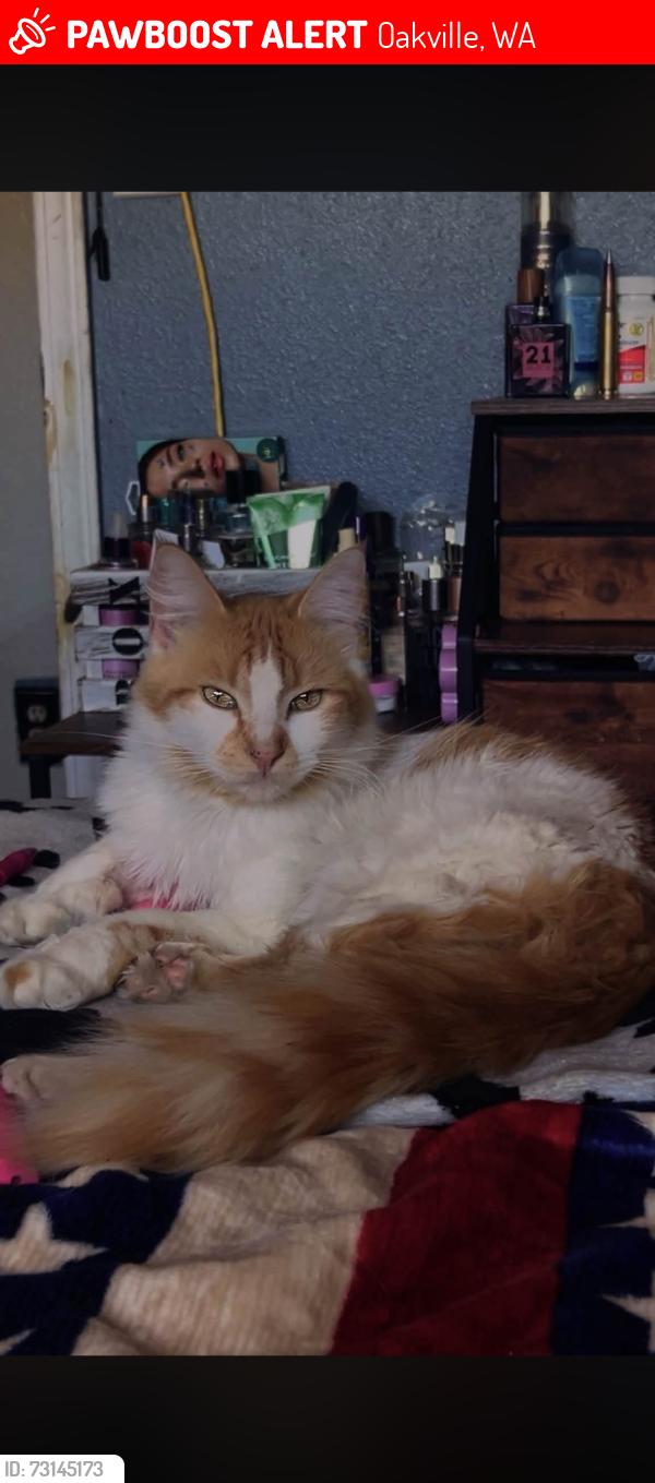 Lost Male Cat last seen Near w Harris ave, Oakville, WA 98568