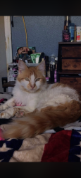 Lost Male Cat last seen Near w Harris ave, Oakville, WA 98568