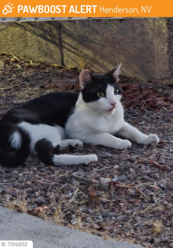 Found/Stray Male Cat last seen Lake Mead Pkway and Burkholder Blvd, Henderson, NV 89015