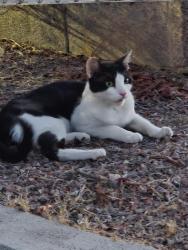 Found/Stray Male Cat last seen Lake Mead Pkway and Burkholder Blvd, Henderson, NV 89015