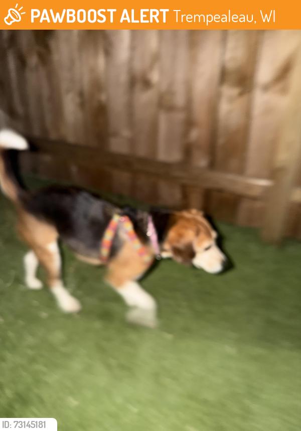 Found/Stray Female Dog last seen My hse, Trempealeau, WI 54661