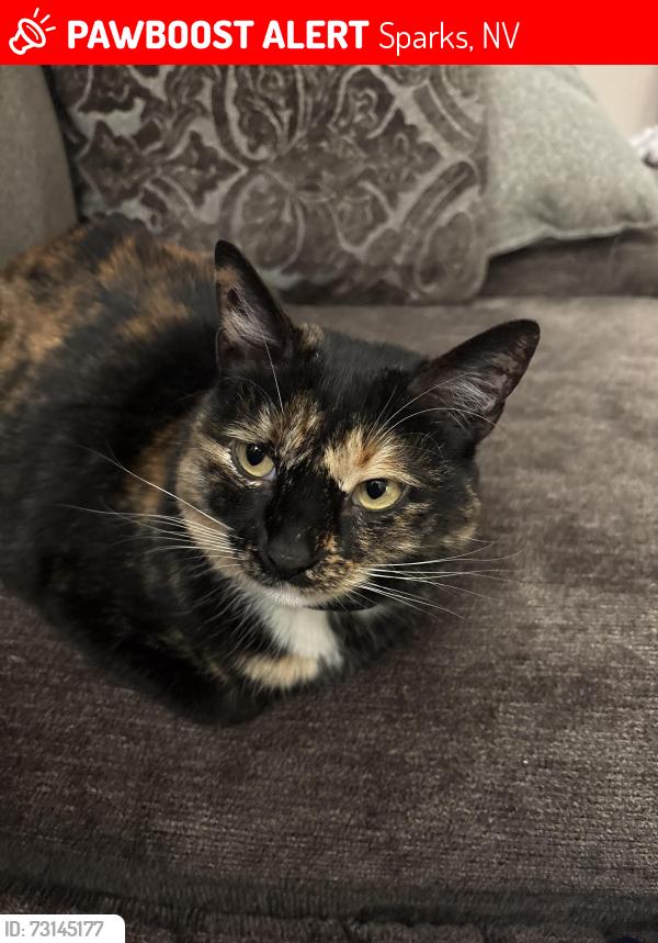 Lost Female Cat last seen Canyon way in Lockwood area, Sparks, NV 89434