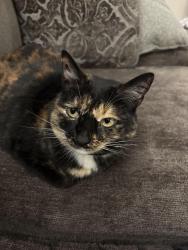 Lost Female Cat last seen Canyon way in Lockwood area, Sparks, NV 89434