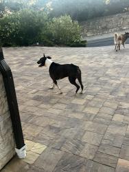 Found/Stray Unknown Dog last seen By water tanks .5m from CVR, Monterey County, CA 93923