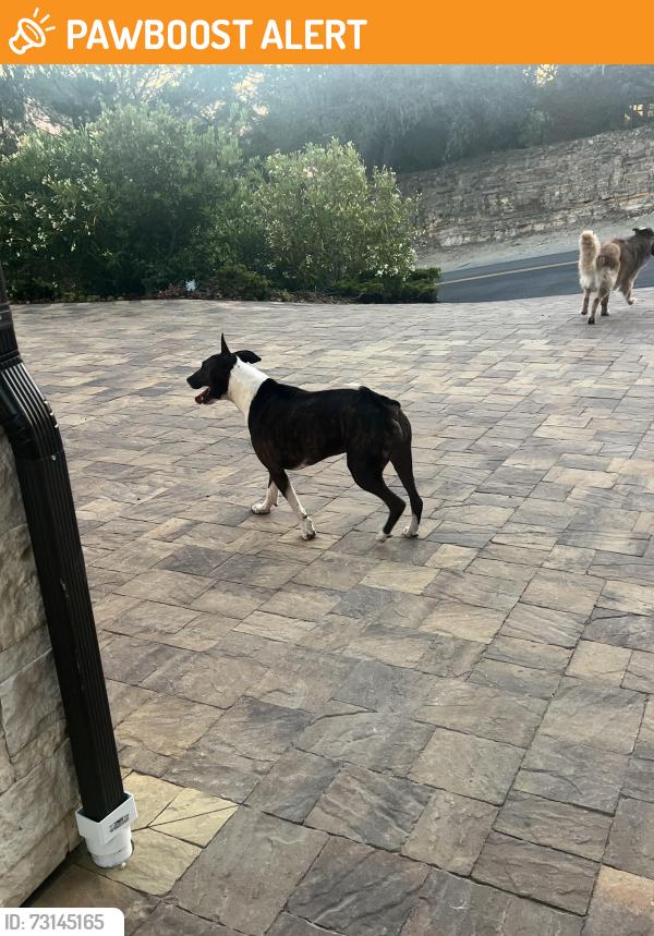 Found/Stray Unknown Dog last seen By water tanks .5m from CVR, Monterey County, CA 93923